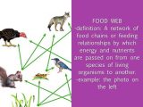 Food Chain Worksheet Answers or Bio Vocab by Jane Borstad