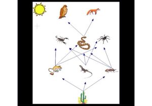 Food Chain Worksheet Answers together with Biology by Shamia Culp