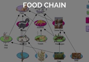 Food Chain Worksheet Answers together with Deciduous forest by Charlie Hopf