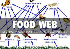 Food Chain Worksheet Answers together with Food Chain by Kimberlywright