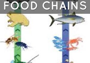 Food Chain Worksheet Answers together with Living Things Depend On E Another by Dawn Bagherpour