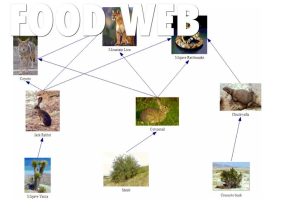 Food Chain Worksheet Answers with Desert Food Web Galleryhip the Hippest Pics
