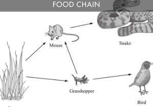 Food Chain Worksheet Answers with Food Chain by Will Newman