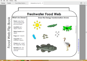 Food Chain Worksheet Answers with Food Chains and Webs De Posers too