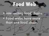 Food Chain Worksheet Answers with Interactions Of Living Things Vocab by Angelicasmith24