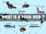 Food Chain Worksheet Answers with the Food Chain by Lori Lipchanskiy