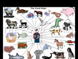 Food Chain Worksheet as Well as Food Chain by Giovannavpalermo