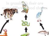 Food Chain Worksheet or Grasslands by Joshua Mccormack