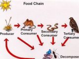Food Chain Worksheet or What are the Features Of A Food Chain and How It
