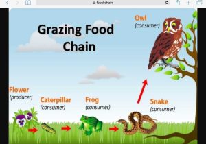 Food Chain Worksheet together with Food Chain Thinglink