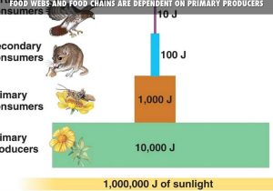 Food Chain Worksheet with Ecology by Mr Graba