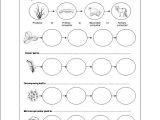 Food Chains and Food Webs Skills Worksheet Answers Along with 20 Best Animals Images On Pinterest