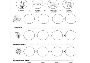 Food Chains and Food Webs Skills Worksheet Answers Along with 20 Best Animals Images On Pinterest