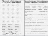 Food Chains and Food Webs Skills Worksheet Answers and Food Chain Worksheet Answers – Webmart