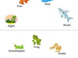 Food Chains and Food Webs Skills Worksheet Answers or 161 Best Food Chains Webs Ecosystems and Biomes Images On