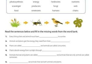 Food Chains and Food Webs Skills Worksheet Answers or 19 Lovely Food Chains and Food Webs Skills Worksheet Answers
