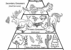 Food Chains and Food Webs Skills Worksheet Answers with 60 Best Habitats & Food Chains Images On Pinterest