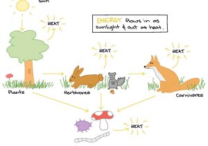 Food Chains and Webs Worksheet Also Energy Flow In Ecosystems Worksheet Answers Elegant Food Chains