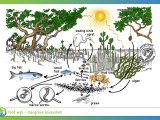Food Chains and Webs Worksheet or Food Web Worksheet Grade 4 Refrence forest Ecosystem Food Chain