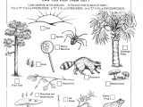 Food Chains and Webs Worksheet or Worksheet Biology Food Web Worksheet Carlos Lomas Worksheet for