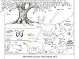 Food Chains and Webs Worksheet together with Food Webs and Food Chains Worksheet Inspirational 58 Best Food
