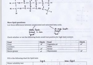 Food Inc Worksheet Answer Key as Well as Good Protein Structure Pogil Worksheet Answers – Sabaax