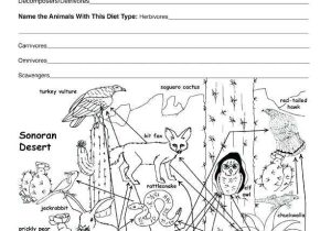 Food Web Practice Worksheet Also Food Chain Worksheet Food Chain Worksheet Grade Free Worksheets