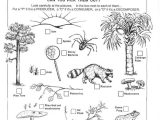 Food Web Practice Worksheet and 161 Best Food Chains Webs Ecosystems and Biomes Images On