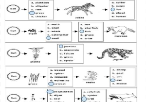 Food Web Practice Worksheet with A Food Web Worksheet Answers Worksheets for All