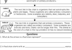 Food Web Practice Worksheet with Behr John Biology Chapter 13