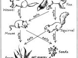 Food Web Worksheet Along with 21 Best Food Chain Images On Pinterest