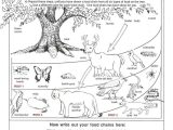 Food Web Worksheet Answer Key Also 251 Best Animal Food Chains Images On Pinterest