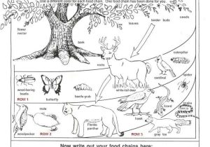 Food Web Worksheet Answer Key Also 251 Best Animal Food Chains Images On Pinterest
