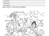 Food Web Worksheet Answer Key or 251 Best Animal Food Chains Images On Pinterest