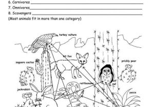 Food Web Worksheet Answer Key or 251 Best Animal Food Chains Images On Pinterest