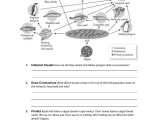 Food Web Worksheet Answers Also Ecological Pyramids Worksheet Answers Image Collections Worksheet