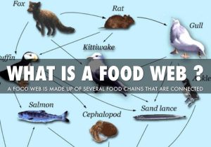 Food Web Worksheet Pdf and the Food Chain by Lori Lipchanskiy
