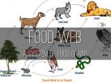 Food Web Worksheet Pdf with Life Science by Madelyn Allman