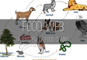 Food Web Worksheet Pdf with Life Science by Madelyn Allman