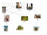 Food Webs and Food Chains Worksheet Also Desert Food Web Galleryhip the Hippest Pics