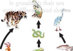 Food Webs and Food Chains Worksheet Also Grasslands by Joshua Mccormack