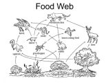 Food Webs and Food Chains Worksheet Also Wolf Food Web Diagram Engine Diagram and Wiring Diagram