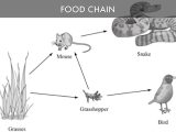 Food Webs and Food Chains Worksheet and Food Chain by Will Newman
