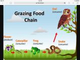 Food Webs and Food Chains Worksheet and Food Chain Thinglink