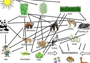 Food Webs and Food Chains Worksheet and Panda by Keaton Kenning