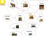 Food Webs and Food Chains Worksheet as Well as Biology by Lillie Niccum
