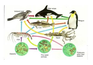Food Webs and Food Chains Worksheet as Well as Food Chain Videos