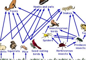 Food Webs and Food Chains Worksheet together with What Eats A Owl In A Food Chain Galleryhip the Hip