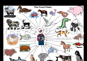 Food Webs and Food Chains Worksheet with Food Chain by Giovannavpalermo