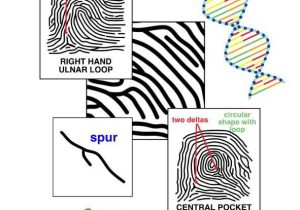 Forensic Science Worksheets and 2606 Best Schooling Ideas Higher Grades Images On Pinterest